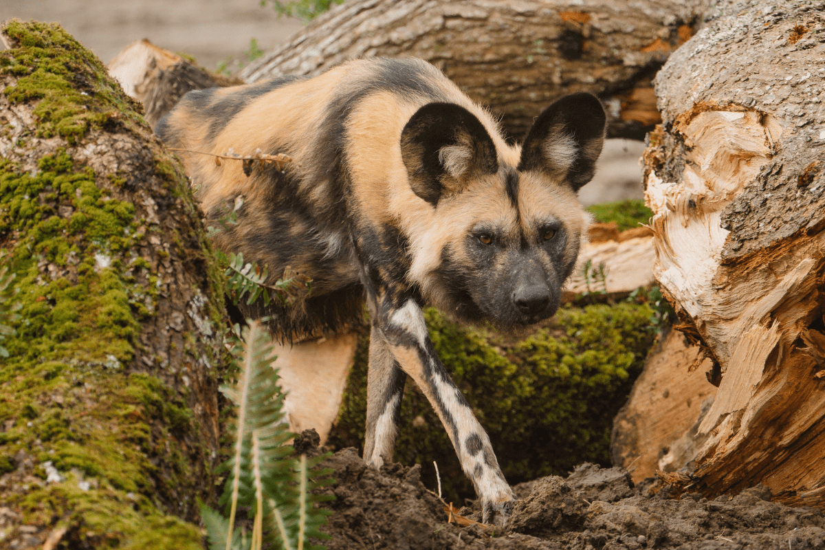 An African painted dog stalking the camera using logs in its habitat as camouflage