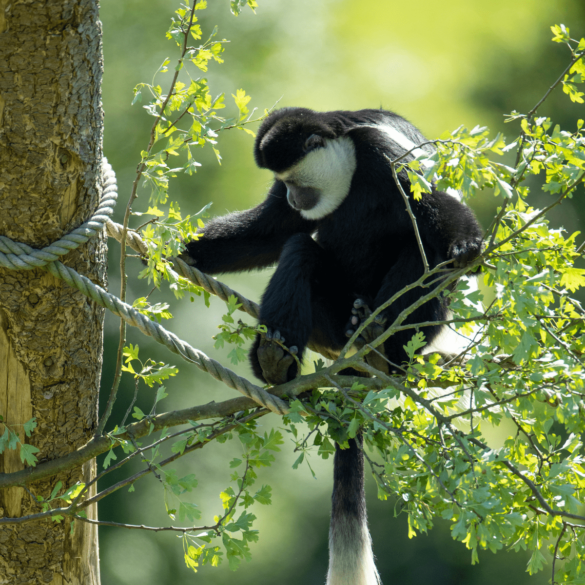 A colobus monkey sitting in the tree tops tucking into some fresh leaves