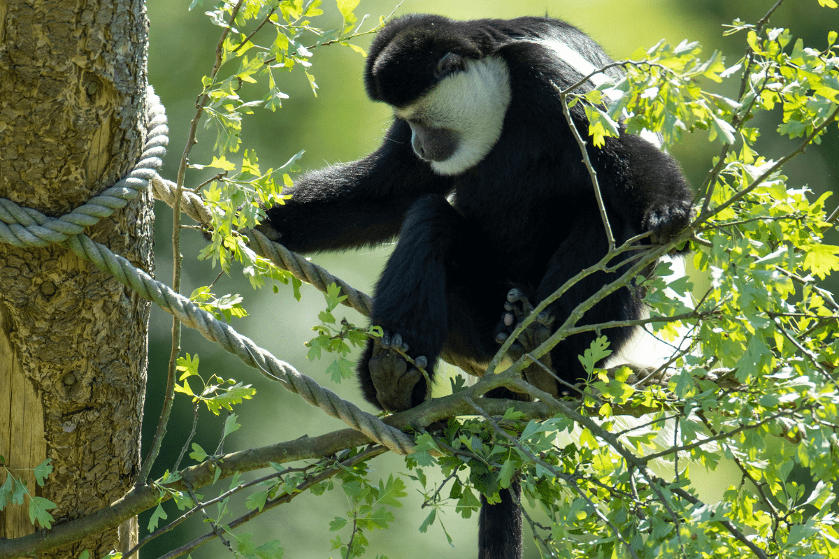 A colobus monkey sitting in the tree tops tucking into some fresh leaves