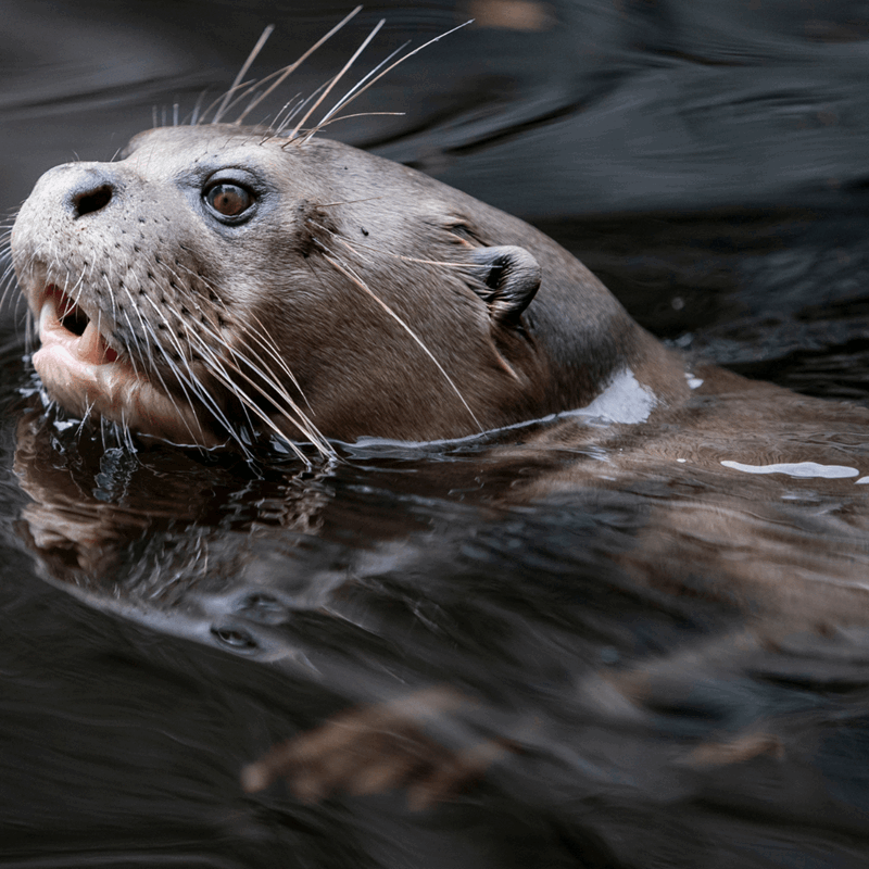 A close up of a giant otter swimming as its head pops out of the water.