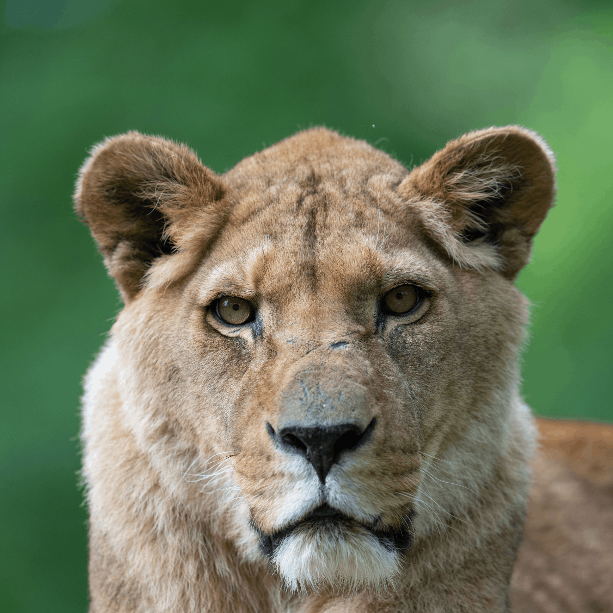 Up close shot of lioness, Jasira