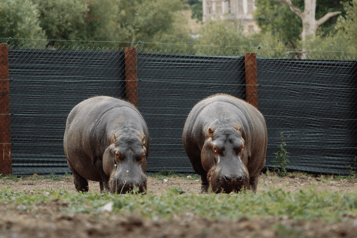 Two of the Longleat Hippos grazing in their paddock with the House in the distance
