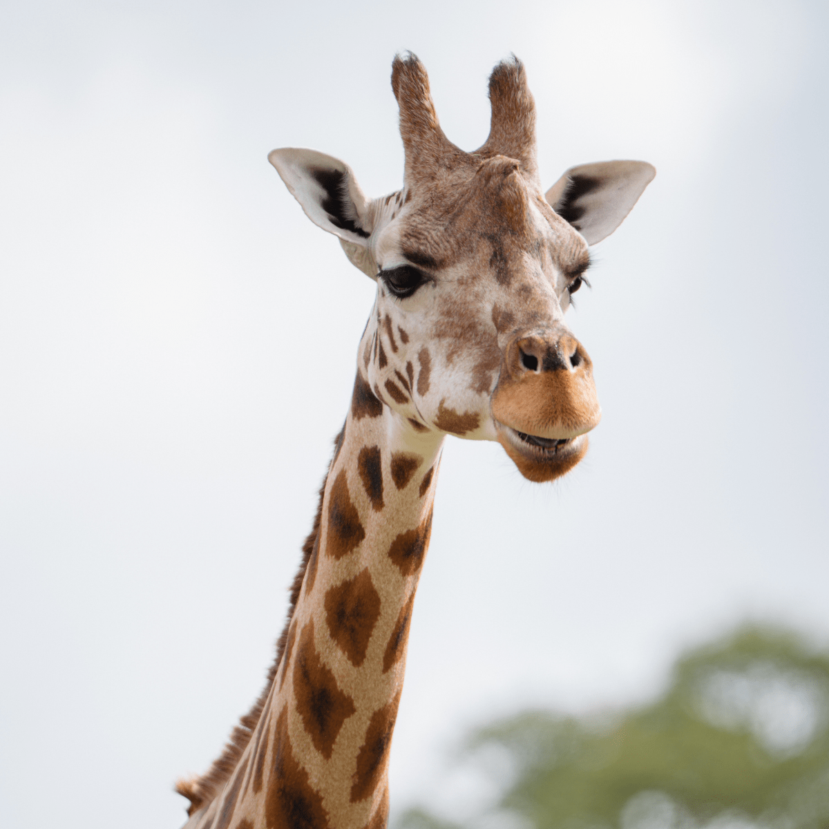 A close up of a Rothschild's giraffe looking at the camera.