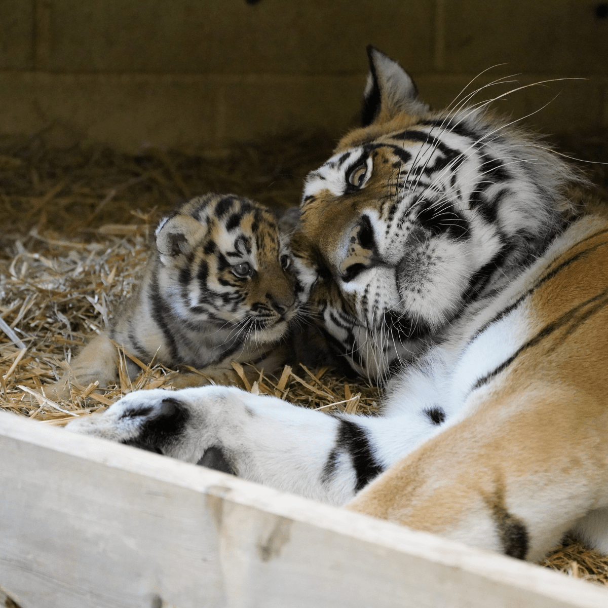 Mother tiger lays on her side, head to head with a small tiger cub
