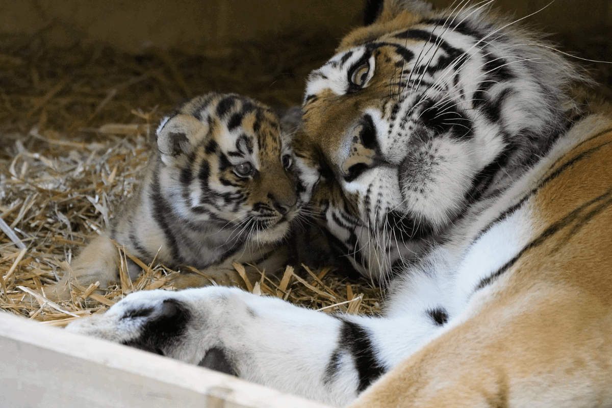 Mother tiger lays on her side, head to head with a small tiger cub