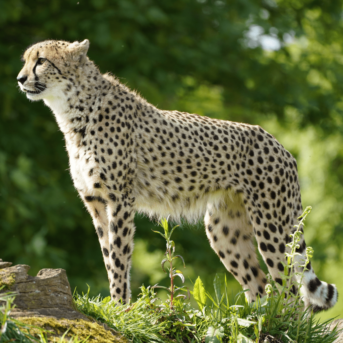 A side view of a cheetah looking out into it's habitat