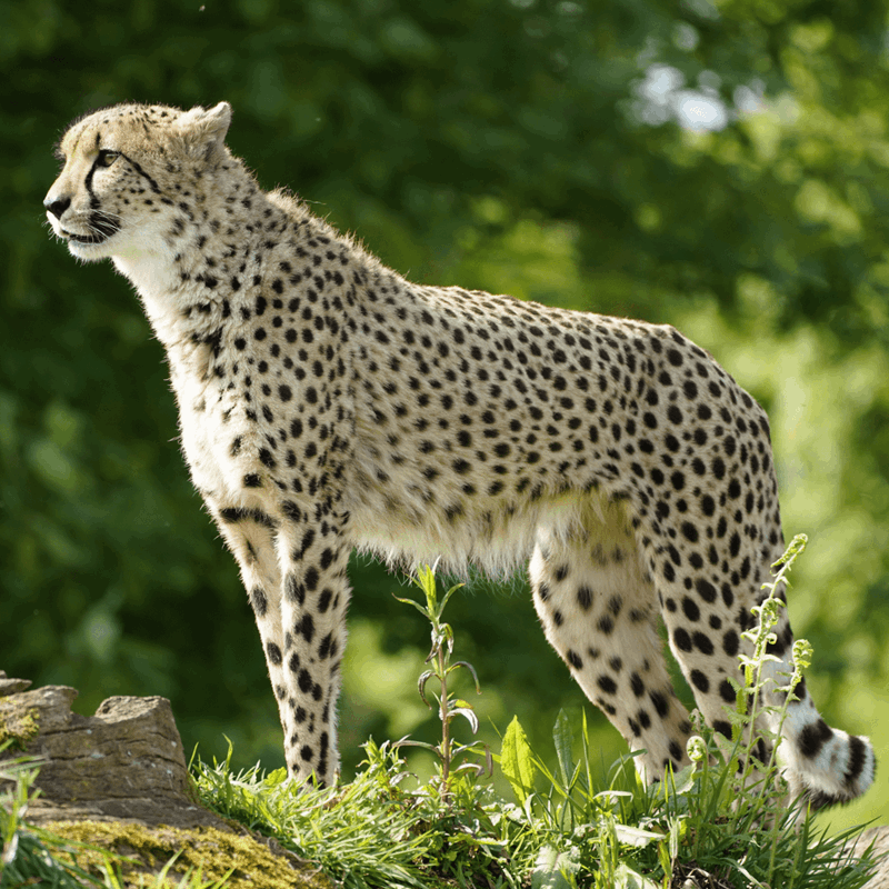 A side view of a cheetah looking out into it's habitat