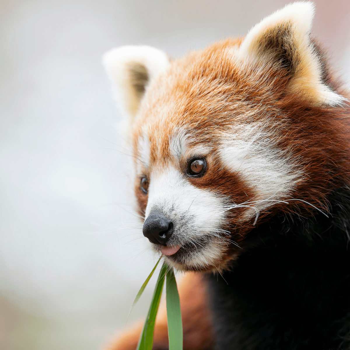 A close up shot of a red panda tucking into some bamboo