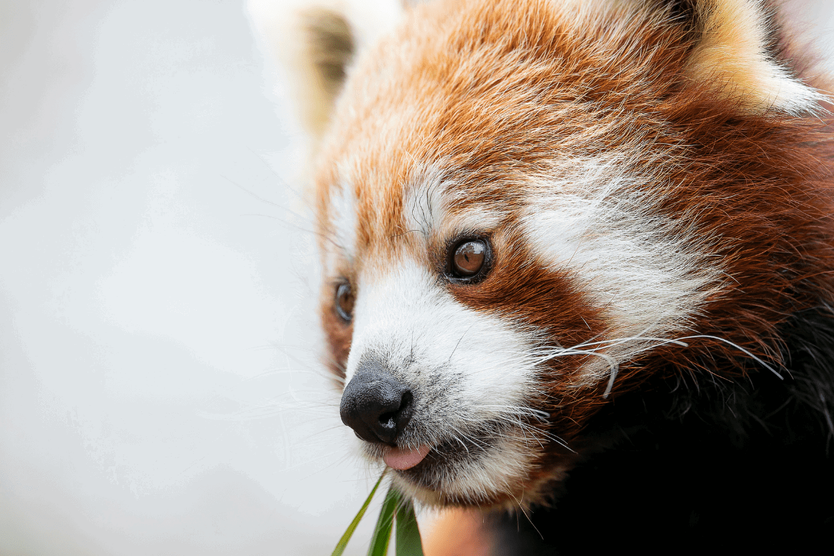 A close up shot of a red panda tucking into some bamboo