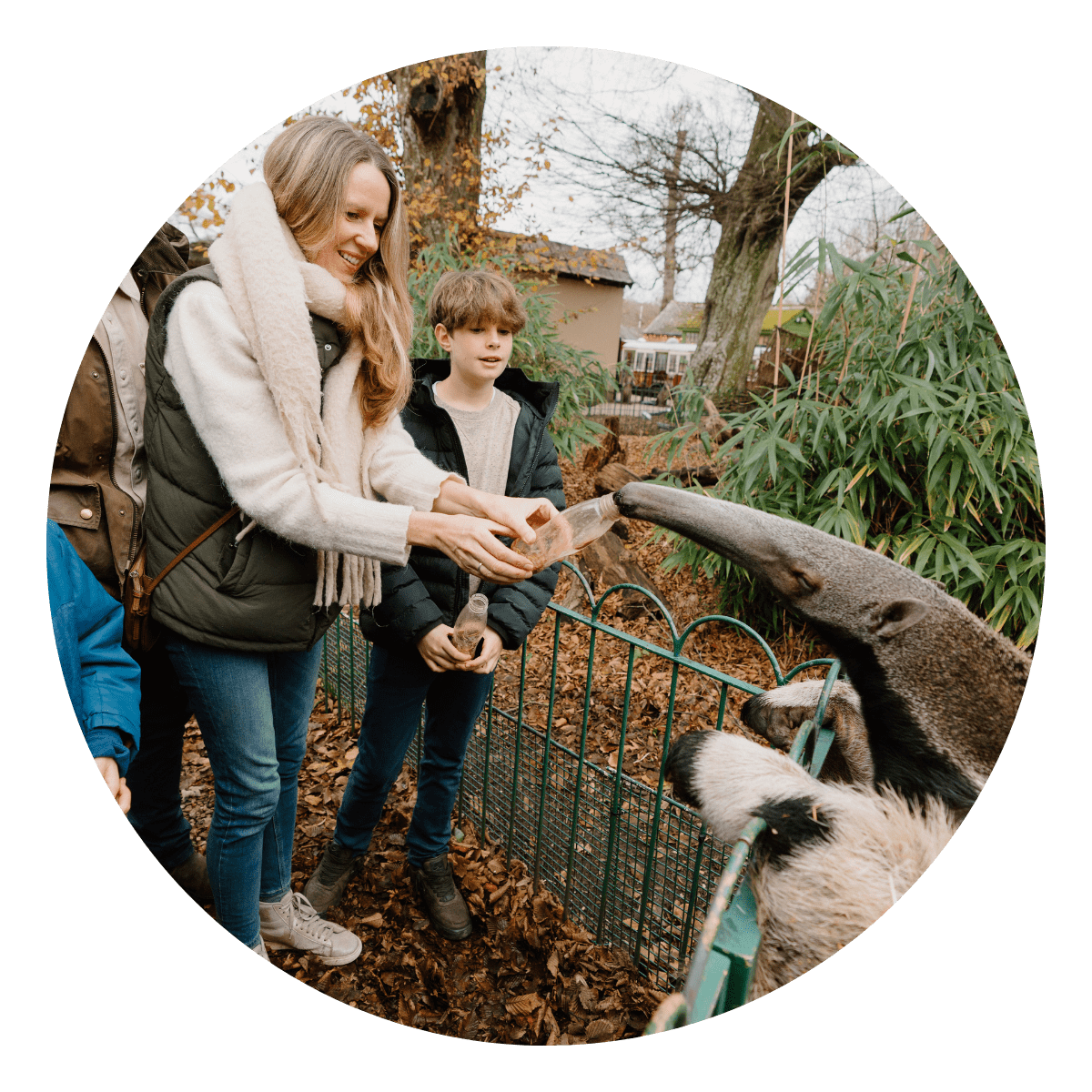 A family group feed a giant anteater