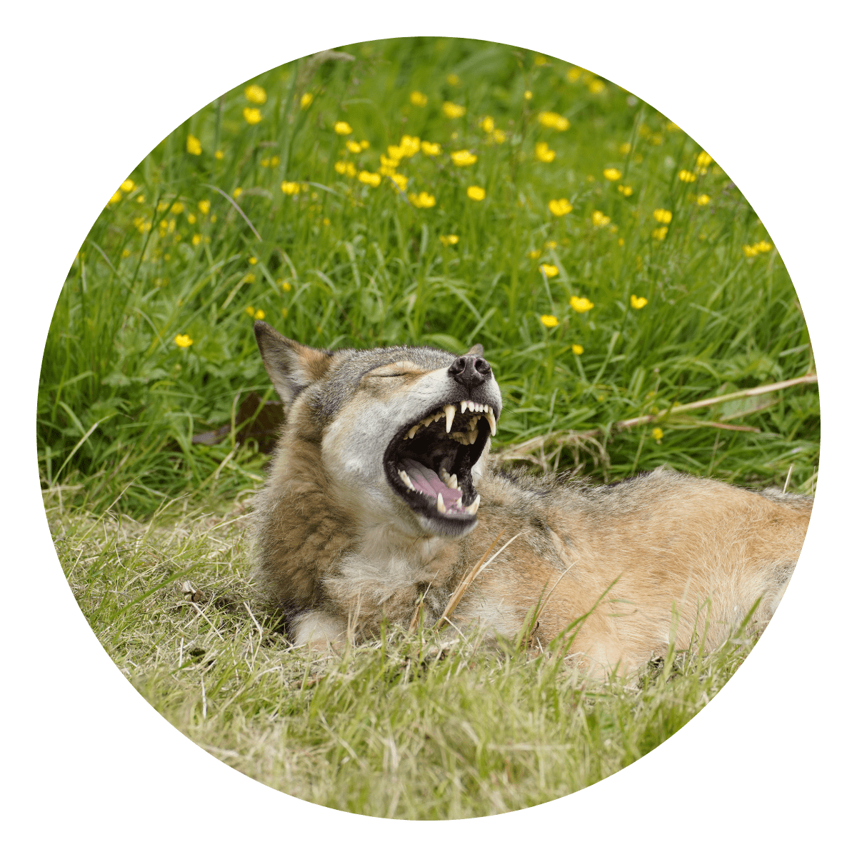 A close up of a grey wolf mid yawn, showing off its large teeth