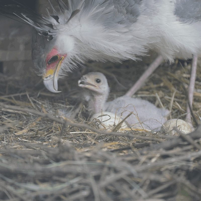 A secretary bird standing behind and bending down over her chick with eggs also in the nest