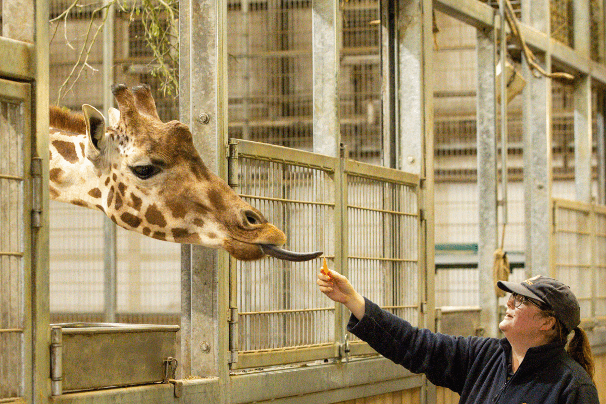 A Longleat animal team member holds out food to a giraffe sticking out its tongue to collect