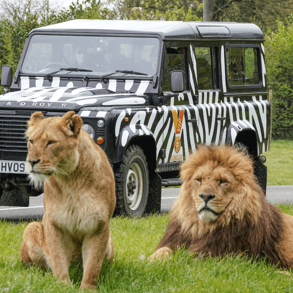 Two lions laying in the grass whilst a VIP zebra print truck watch on from behind them