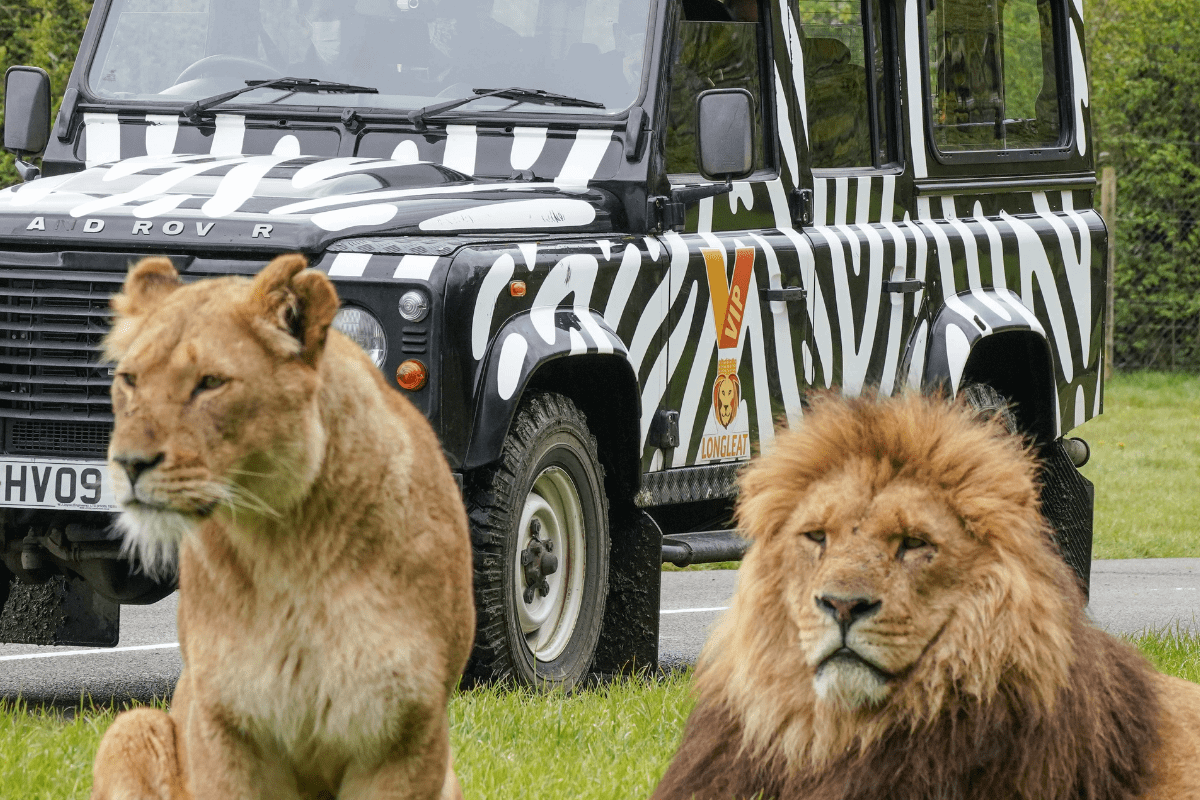 Two lions laying in the grass whilst a VIP zebra print truck watch on from behind them
