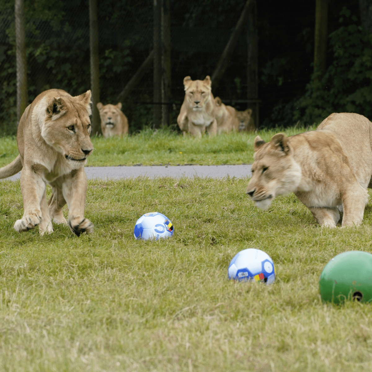 Two lionesses playing with several footballs while other lionesses watch