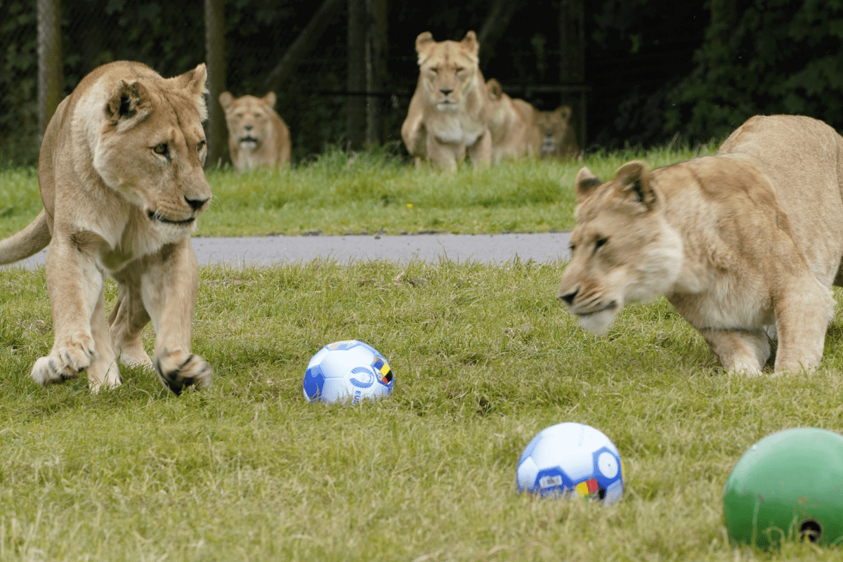 Two lionesses playing with several footballs while other lionesses watch