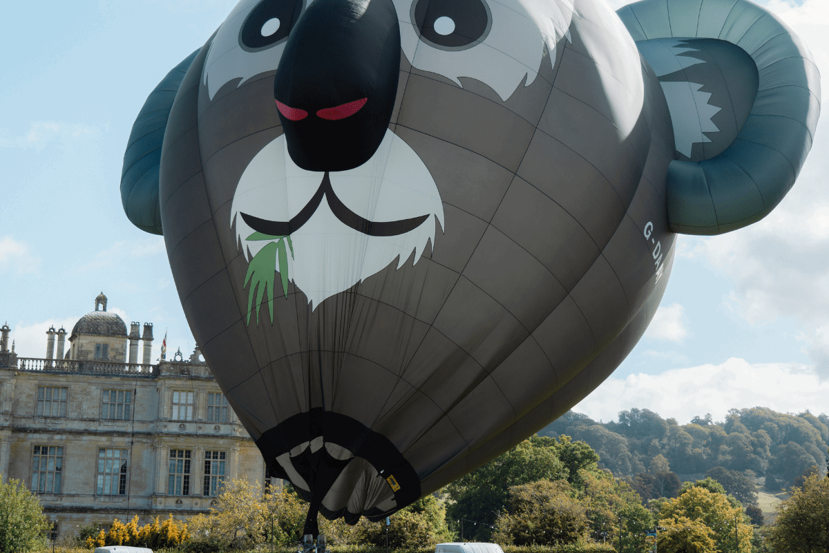 Adelaide the Koala tethered by Longleat House