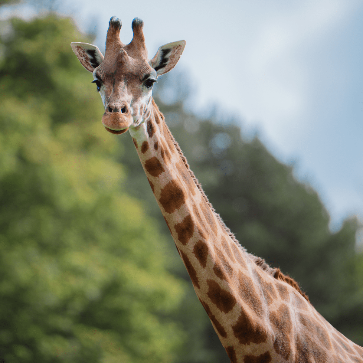 A close up of a Rothschild's giraffe