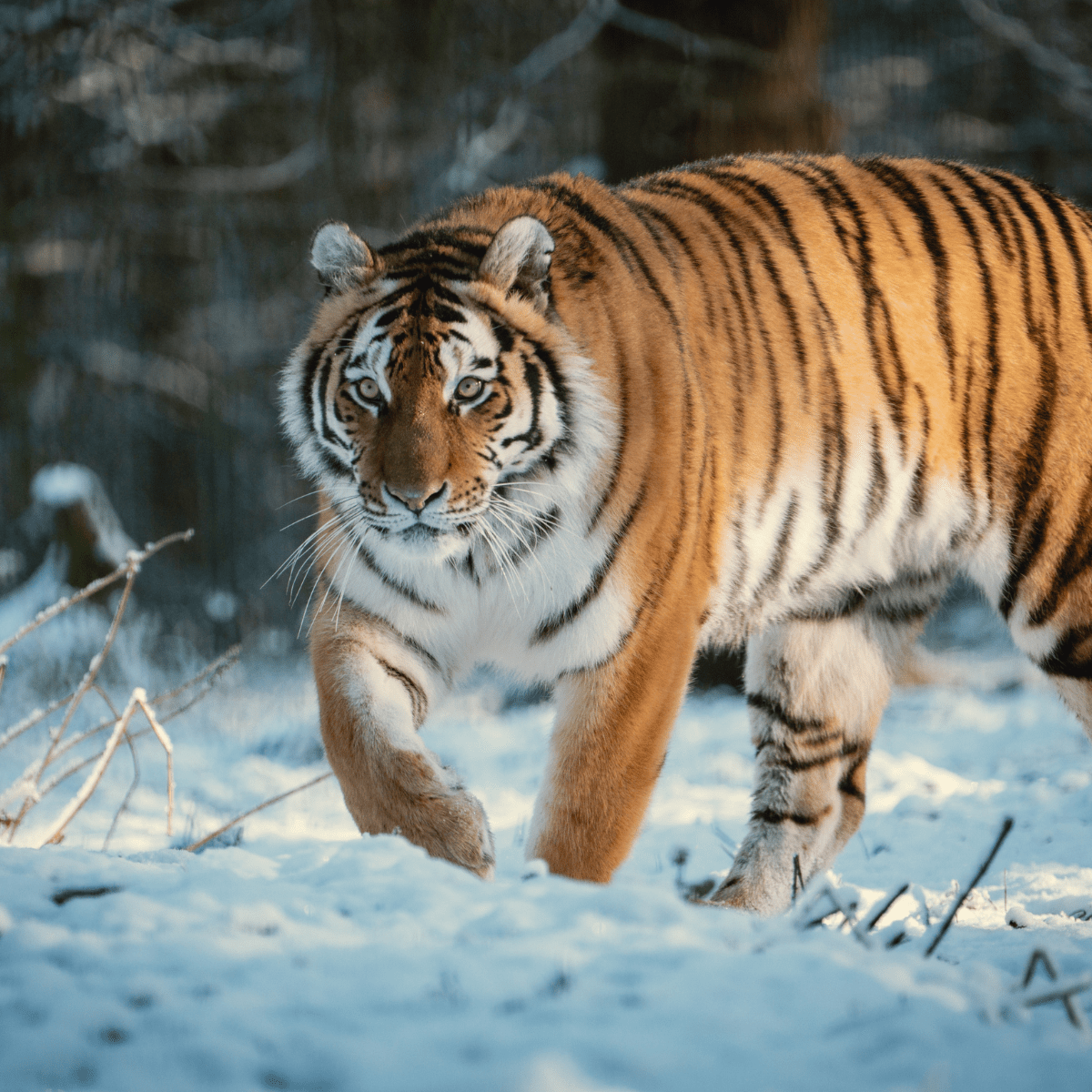 Amur Tiger prowling in snow