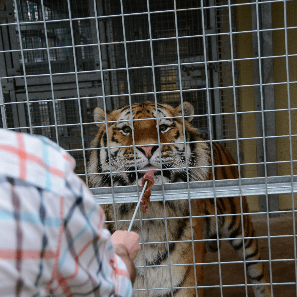 A VIP guest feeding a tiger with a metal stick through to their enclosure