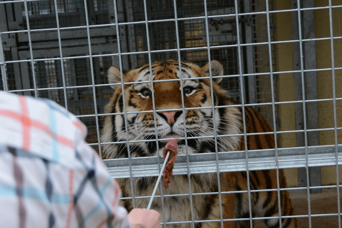 A VIP guest feeding a tiger with a metal stick through to their enclosure