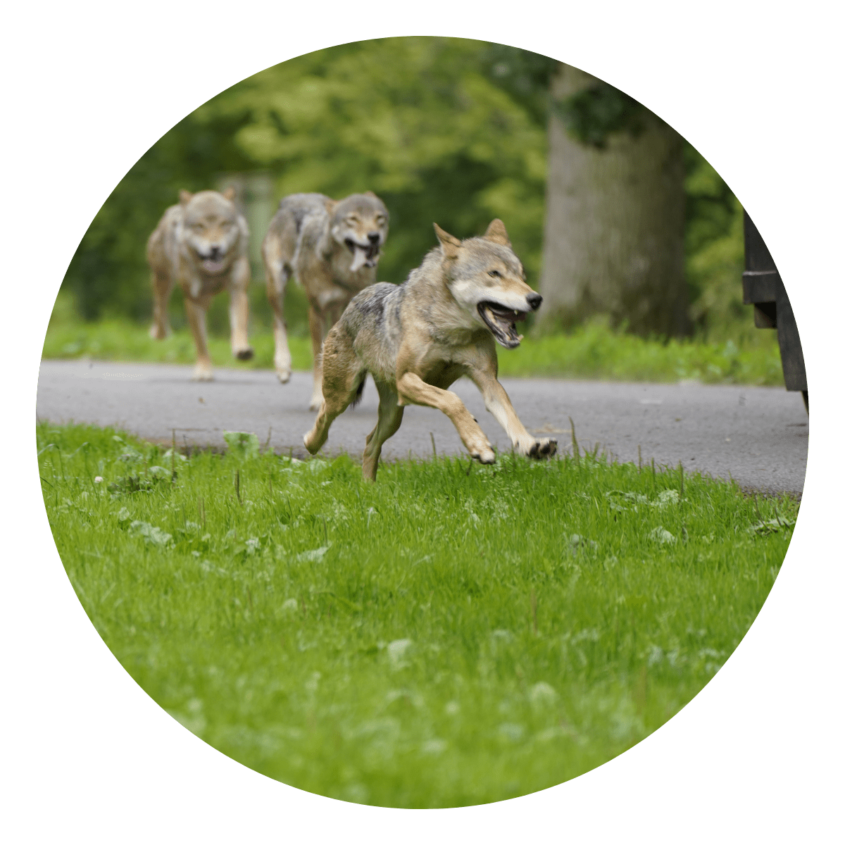 The wolf pack running, with a close up of one of the wolves running excitedly for the feeding truck