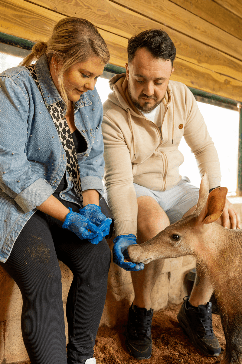 A man and woman sitting on a wall and hand feeding an aardvark inside a shelter.