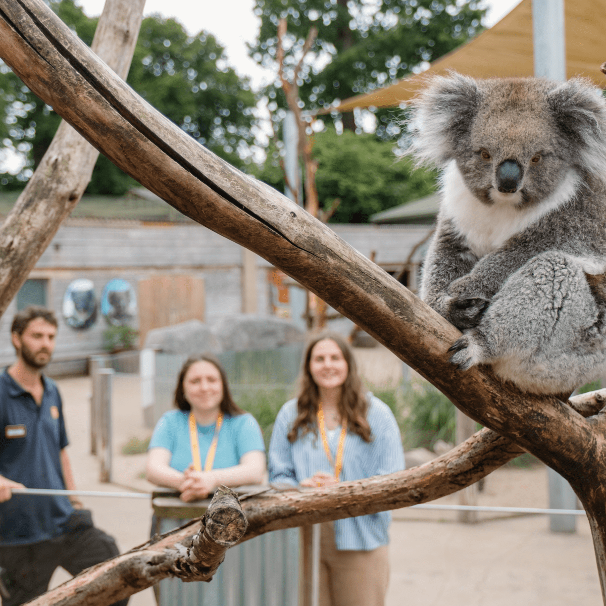 Two VIP guests and an animal team member look toward a Koala perched in a tree looking at the camera