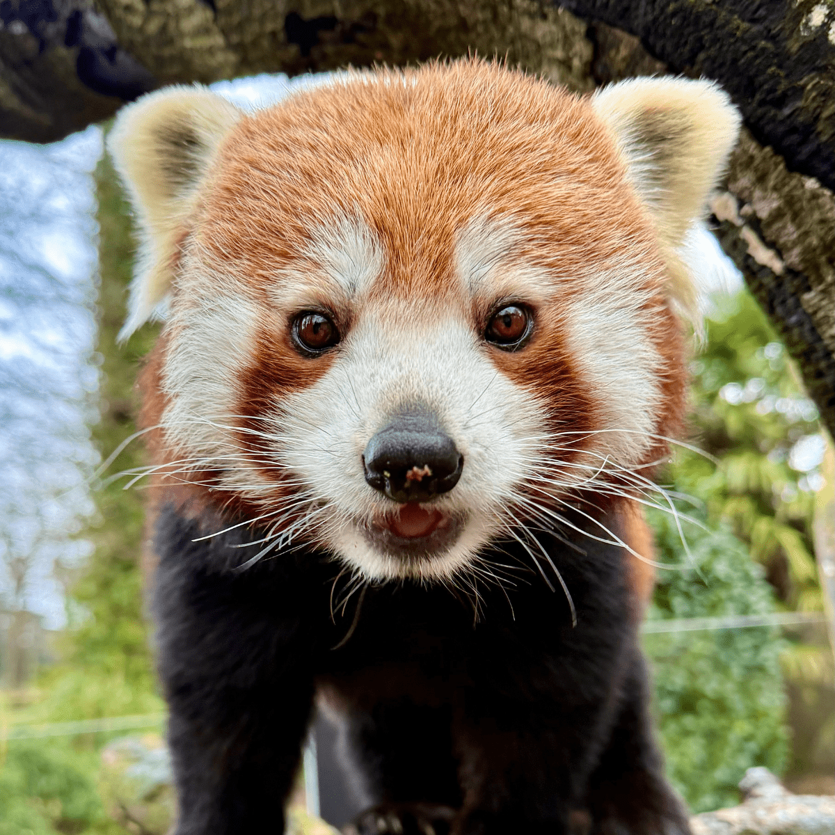 A close up of a red panda looking down the camera lens 