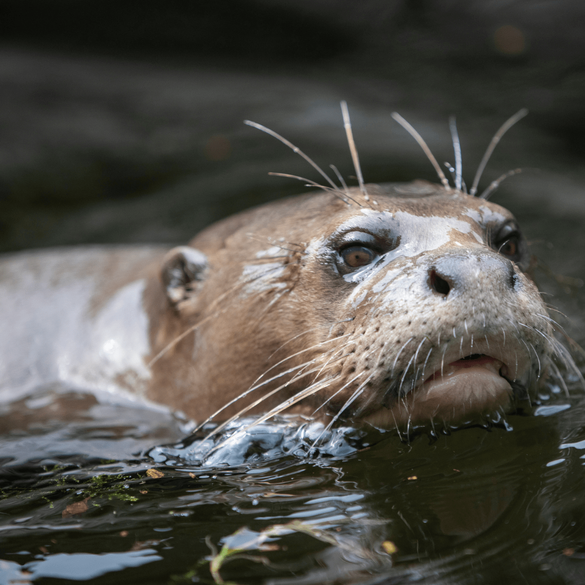 otter swimming