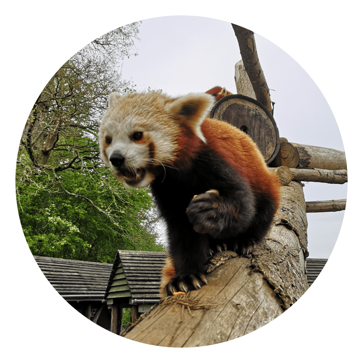 A red panda perched on its climbing frame munching on a tasty treat