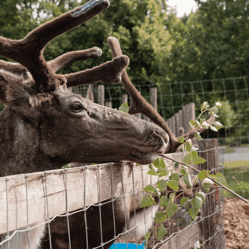 Young child feeding reindeer with Longleat keeper looking on