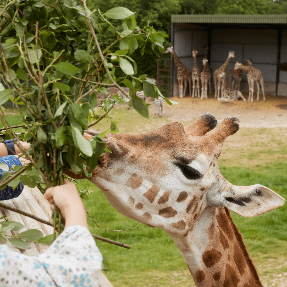A giraffe comes up close to feed from branches that guests are holding out for it