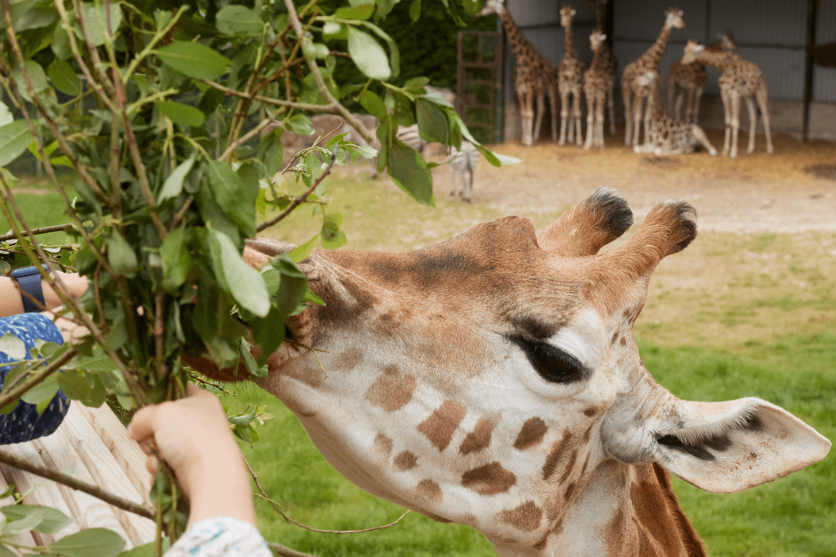 A giraffe comes up close to feed from branches that guests are holding out for it
