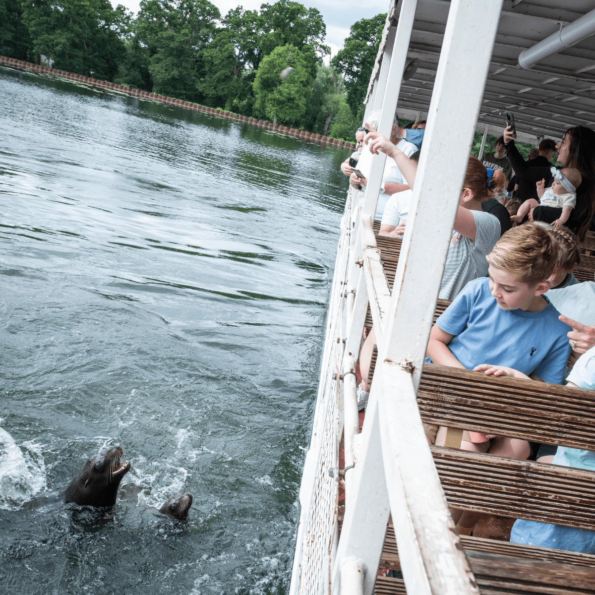 The boat safari up close to the sea lions where a young boy is looking down at the animal