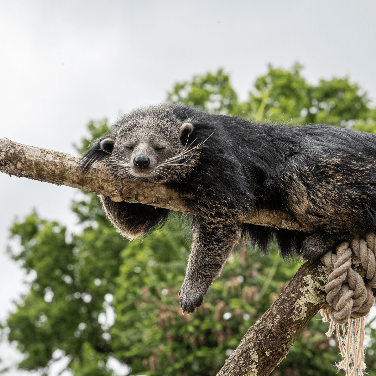 A sleepy binturong perched over a tree hanging