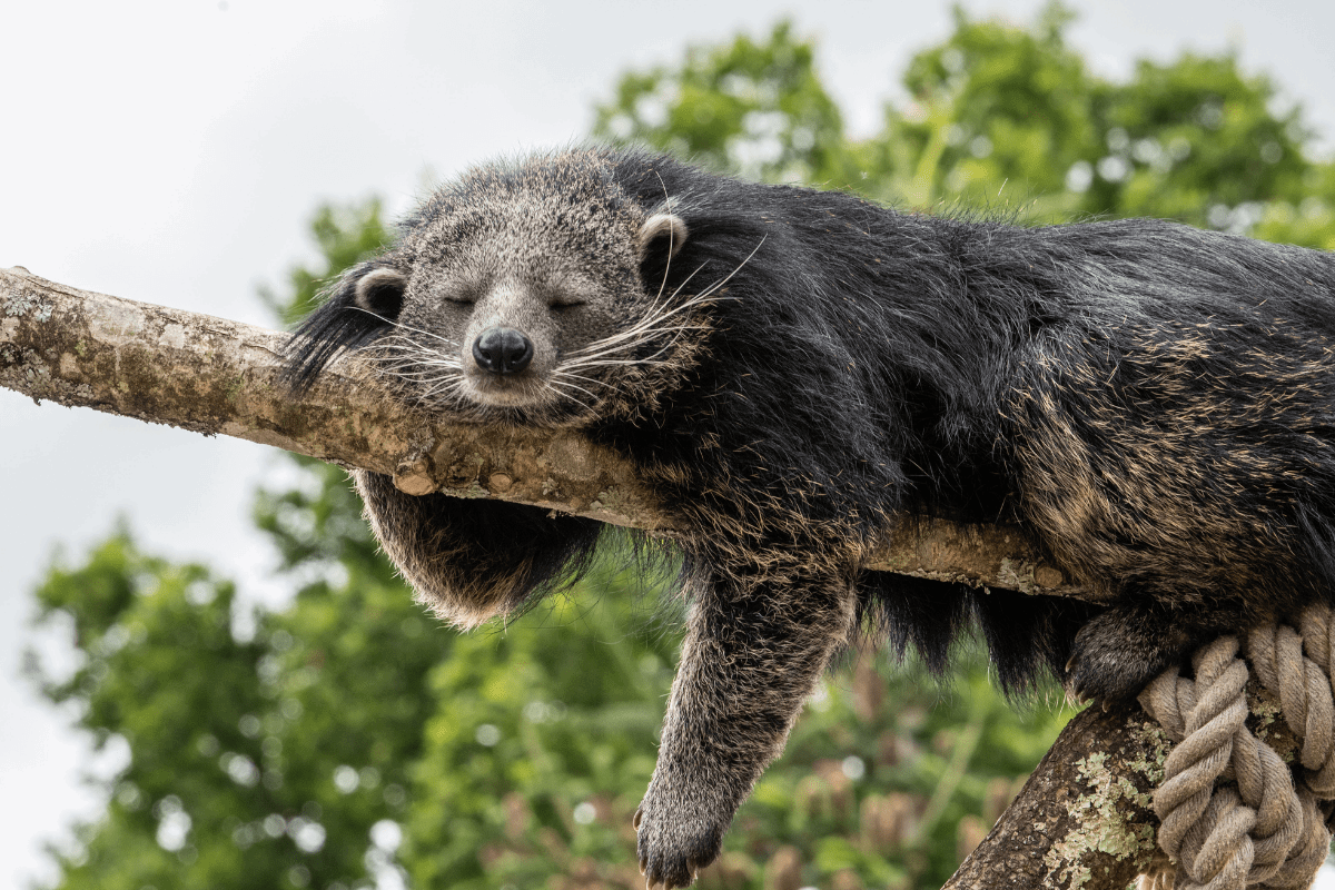 A sleepy binturong perched over a tree hanging