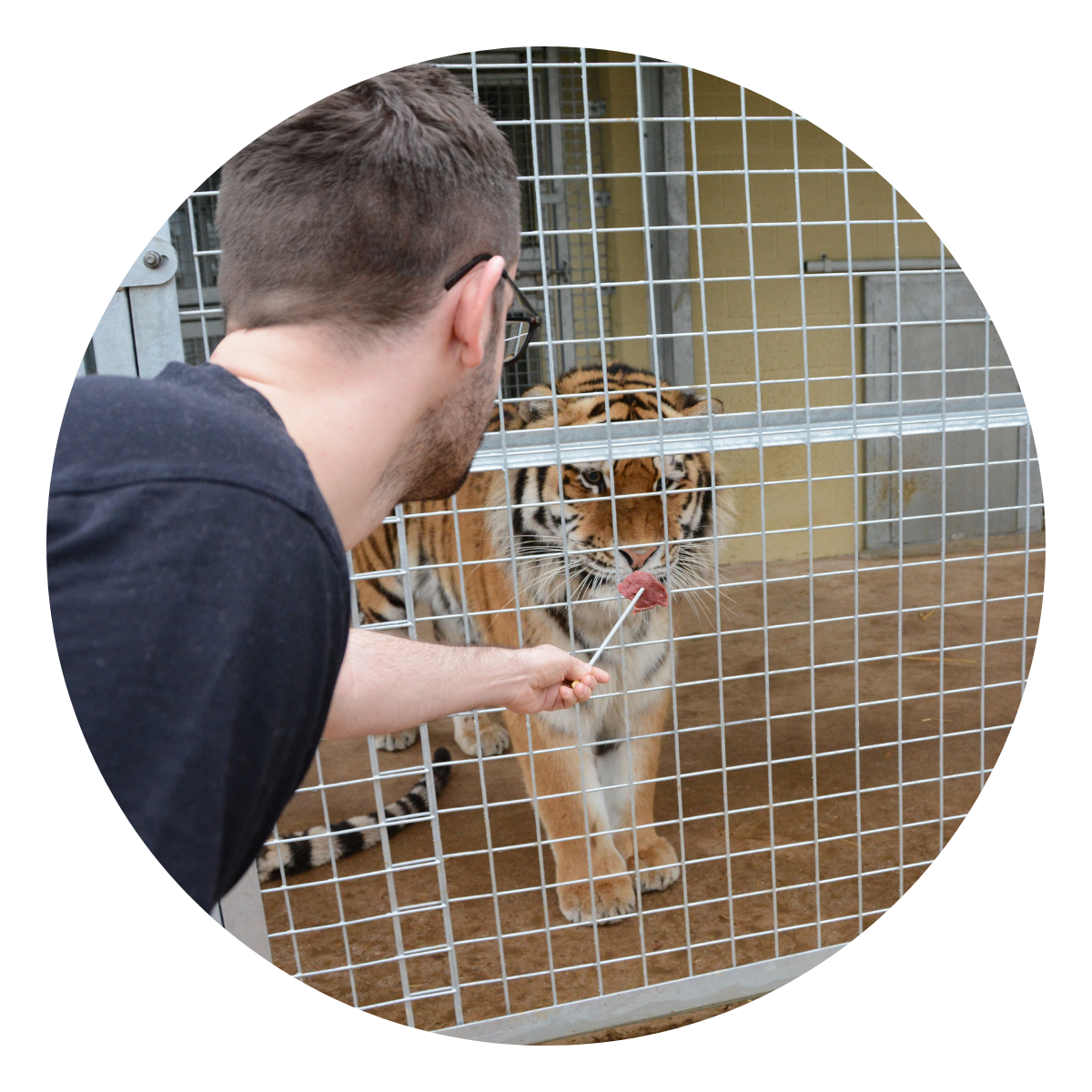 A VIP guest feeding a tiger with a metal stick through to their enclosure