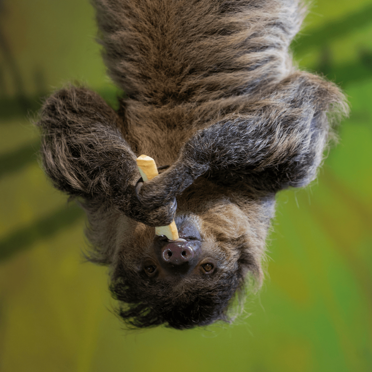 Sloth hanging upside down, eating