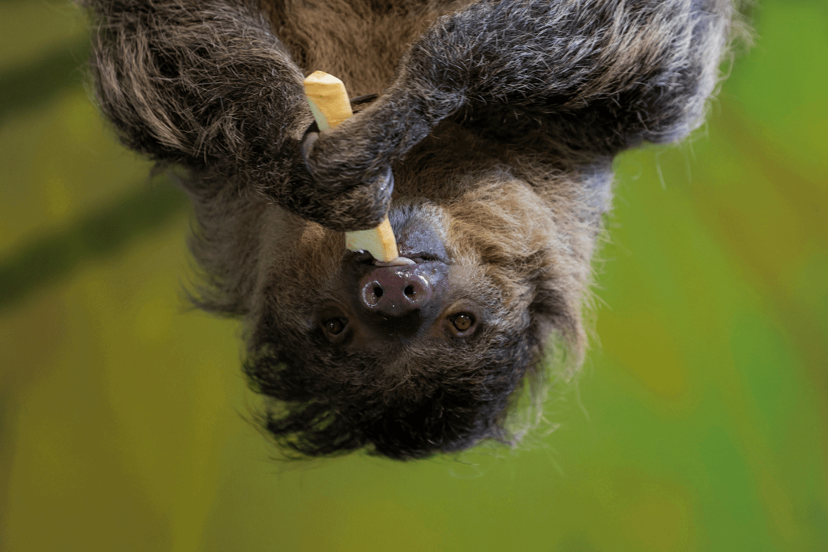 Sloth hanging upside down, eating