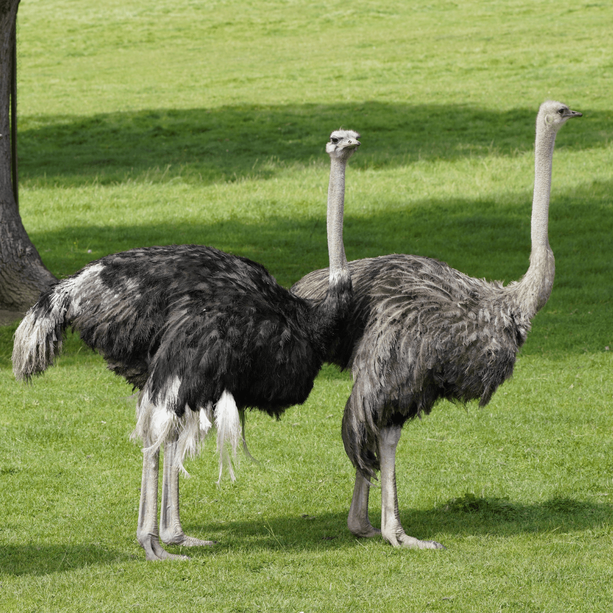 Two ostriches standing together in field