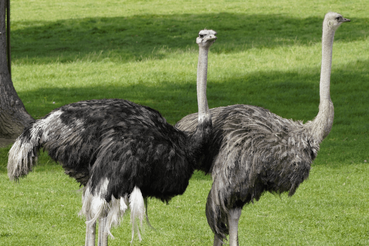 Two ostriches standing together in field