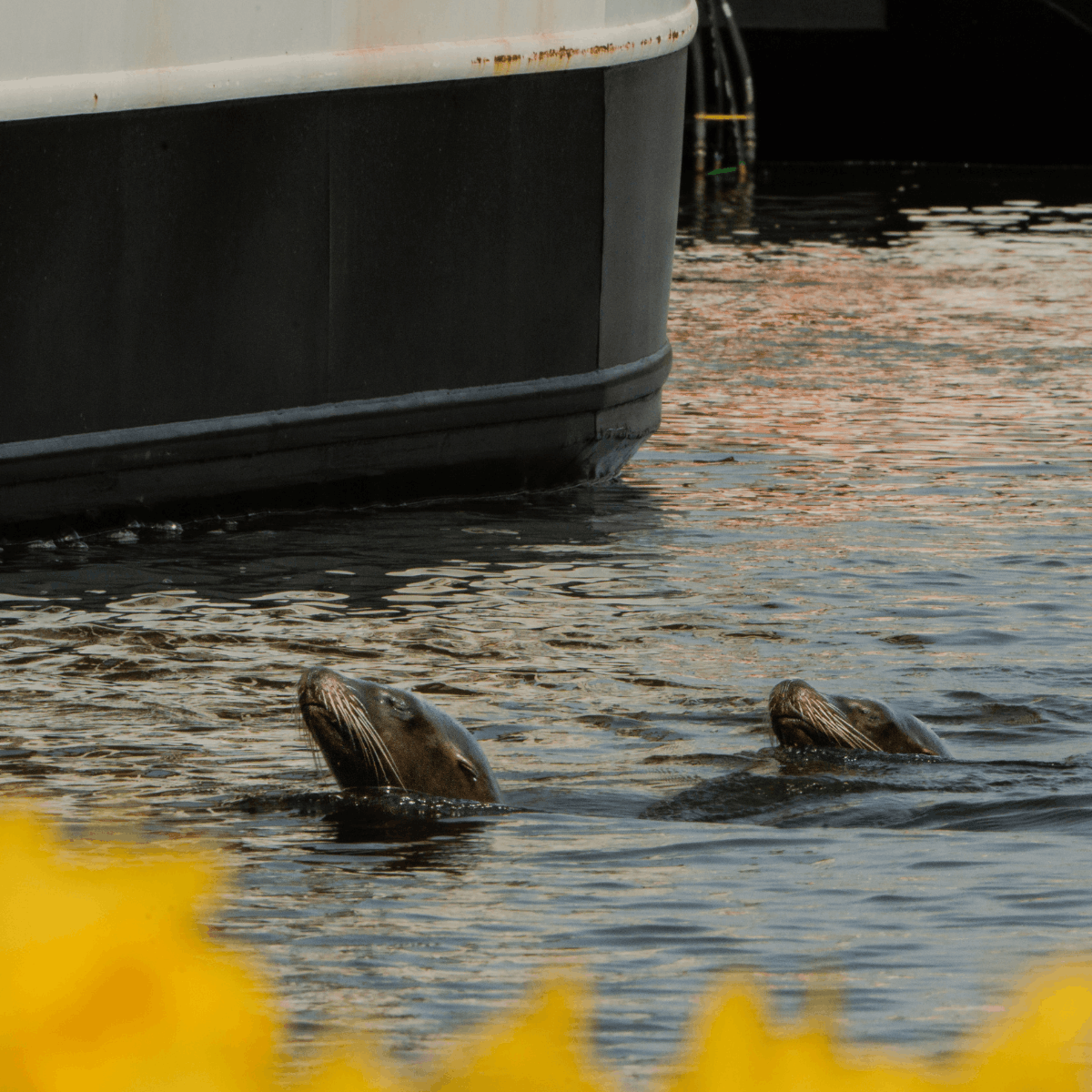 Sea lions bark a welcome to spring