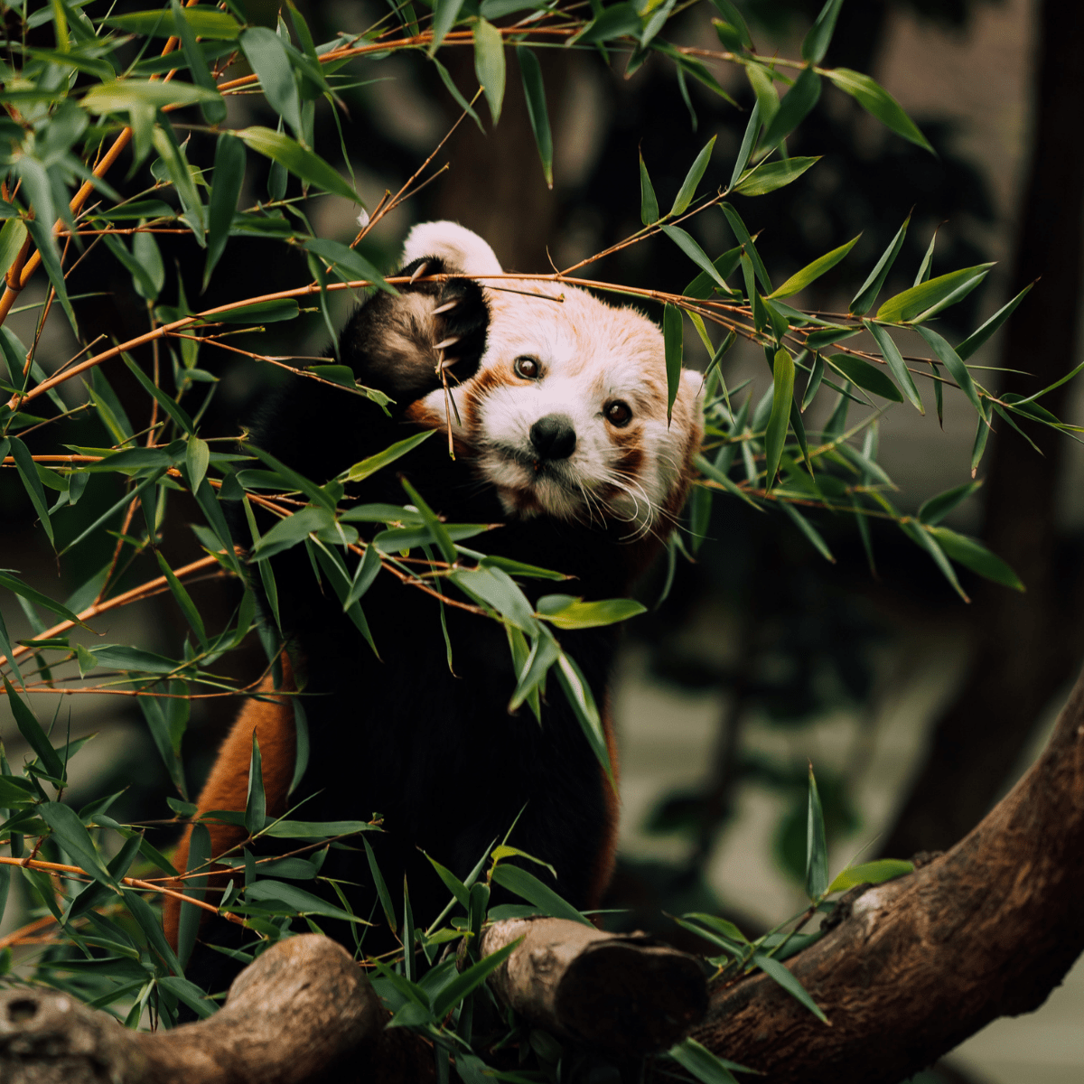 A red panda perched on a branch surrounded by bamboo leaves