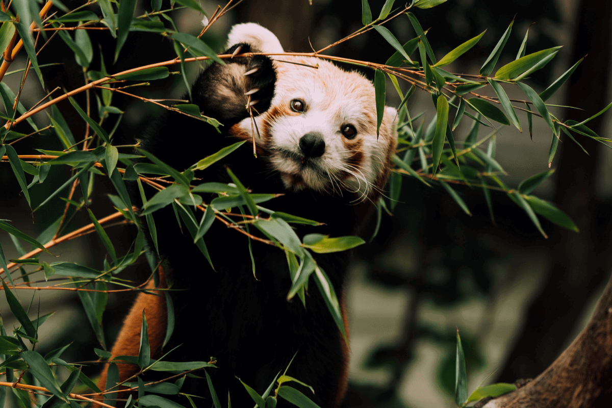 A red panda perched on a branch surrounded by bamboo leaves