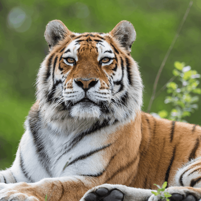 Amur tiger laying down on grass looking towards camera