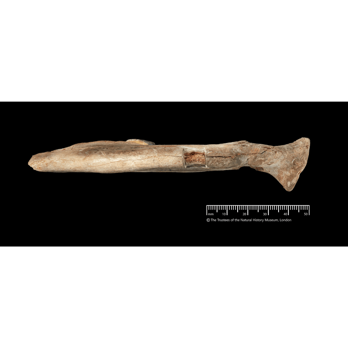 14,3000-year-old dog jawbone from Gough's Cave - 4. (c) Trustees of the Natural History Museum