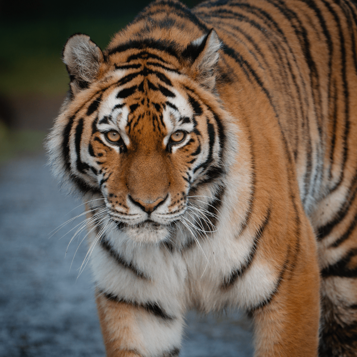 A close up of a tiger looking into the camera