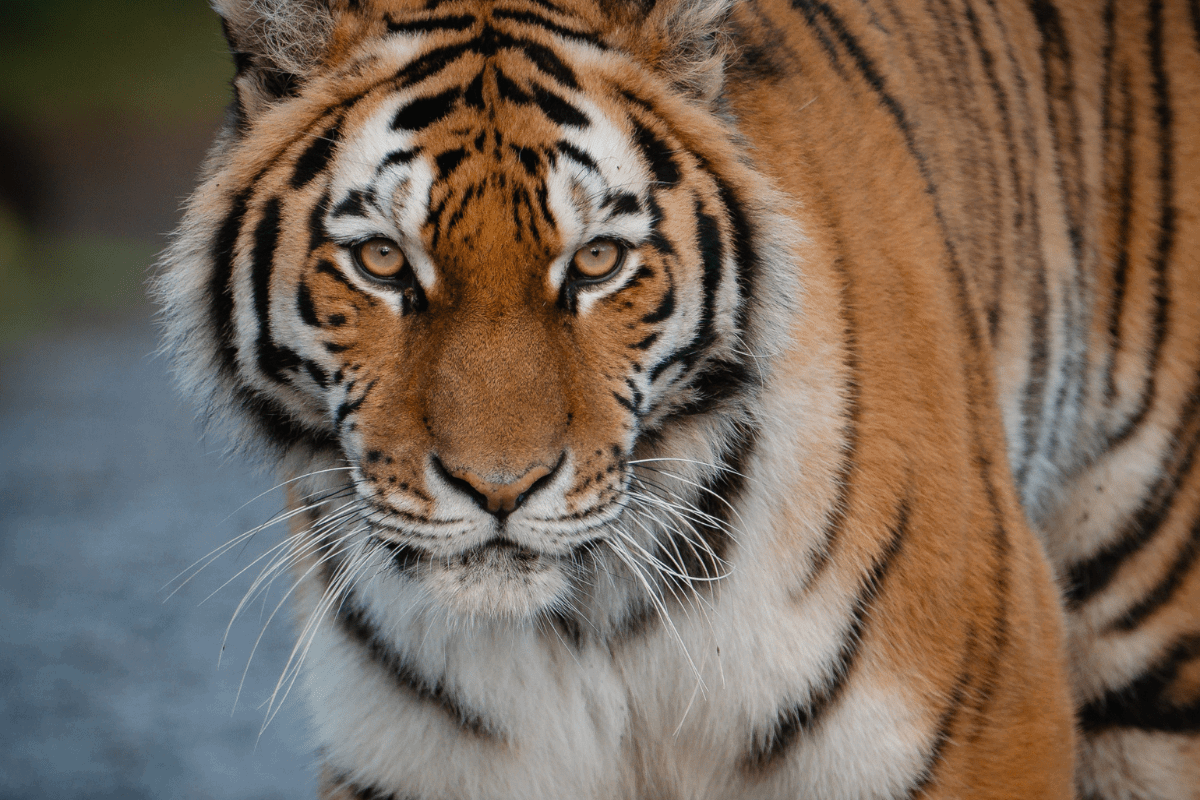 A close up of a tiger looking into the camera